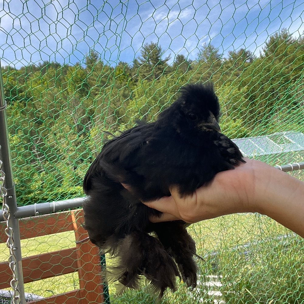 Meet your Posher, Abigail